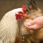 The Ultimate Chicken Feed Guide (Simple, Practical & Trusted)