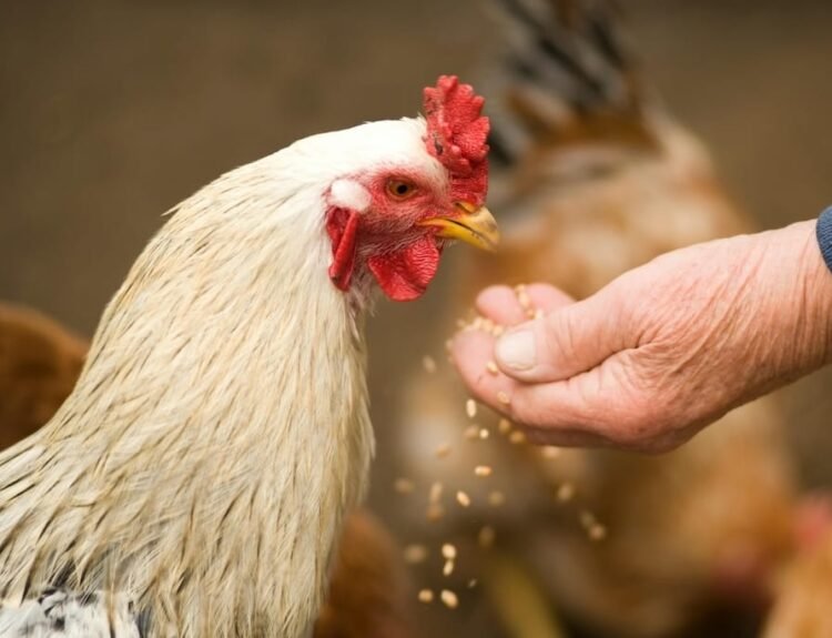 Chicken Feed